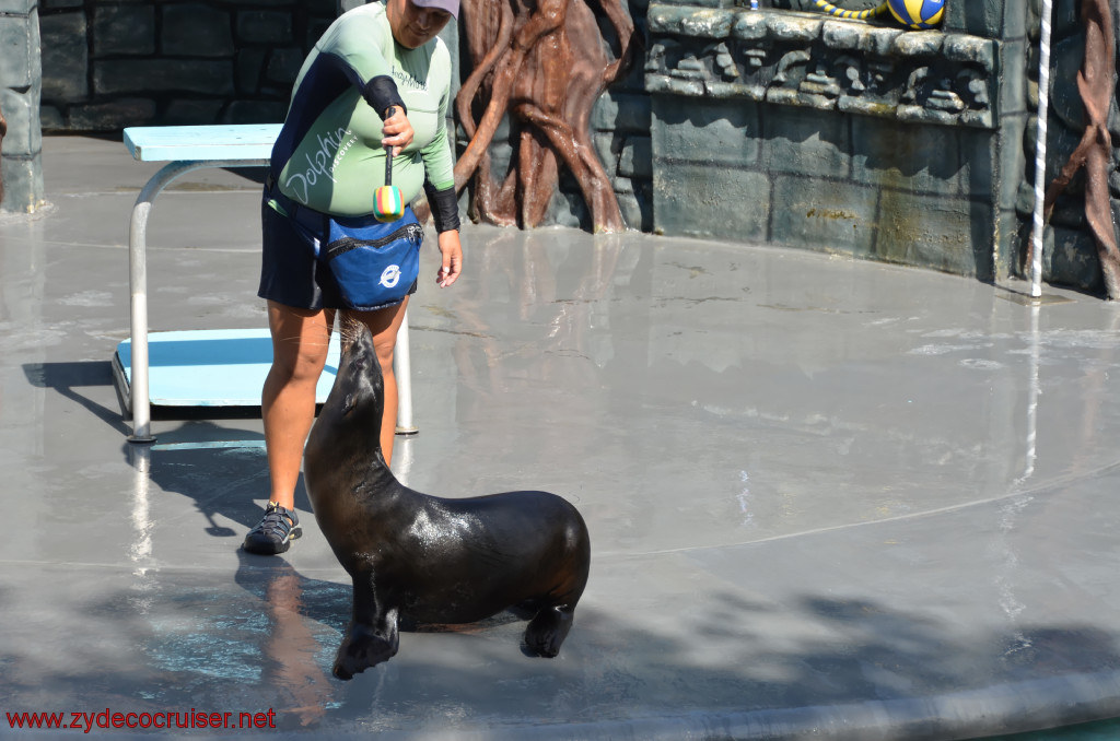 116: Carnival Conquest, Cozumel, Chankanaab,  (free) Sea Lion Show, 