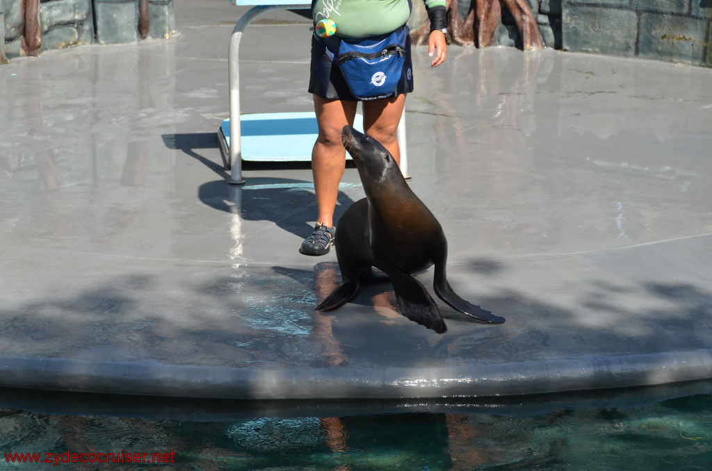 119: Carnival Conquest, Cozumel, Chankanaab,  (free) Sea Lion Show, 