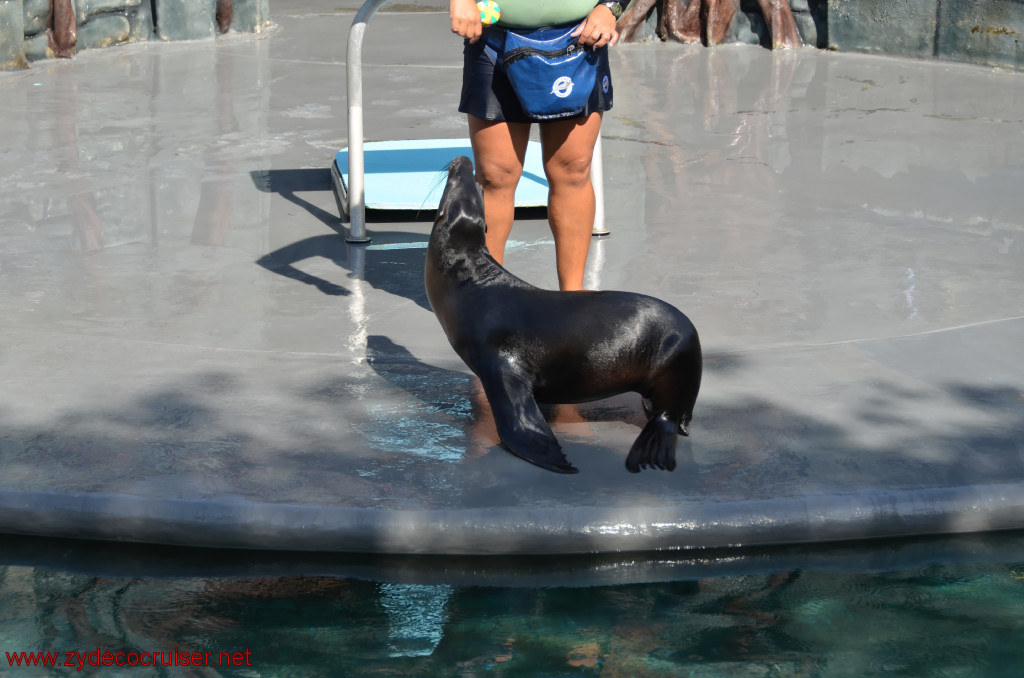 120: Carnival Conquest, Cozumel, Chankanaab,  (free) Sea Lion Show, 