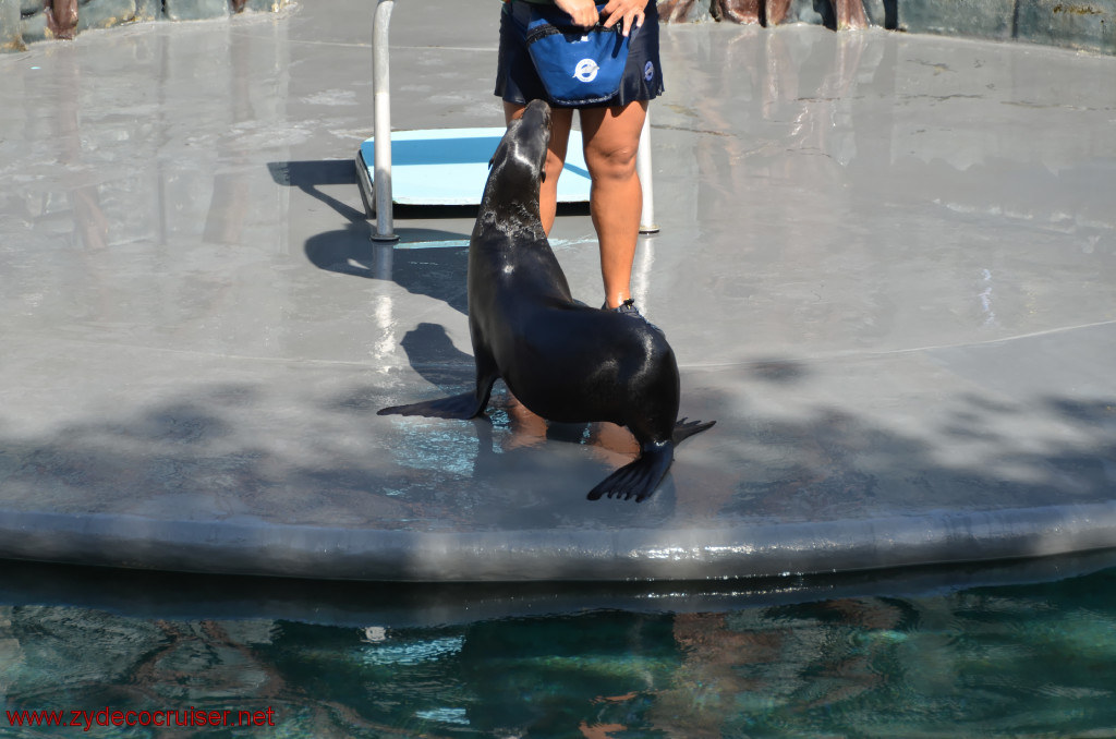 121: Carnival Conquest, Cozumel, Chankanaab,  (free) Sea Lion Show, 