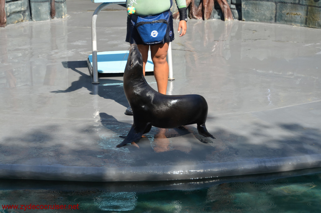 122: Carnival Conquest, Cozumel, Chankanaab,  (free) Sea Lion Show, 