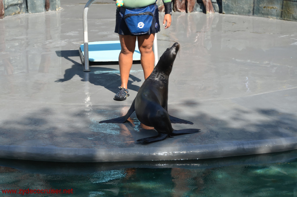 123: Carnival Conquest, Cozumel, Chankanaab,  (free) Sea Lion Show, 