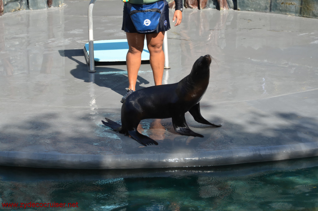 124: Carnival Conquest, Cozumel, Chankanaab,  (free) Sea Lion Show, 