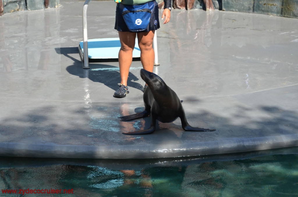 125: Carnival Conquest, Cozumel, Chankanaab,  (free) Sea Lion Show, 