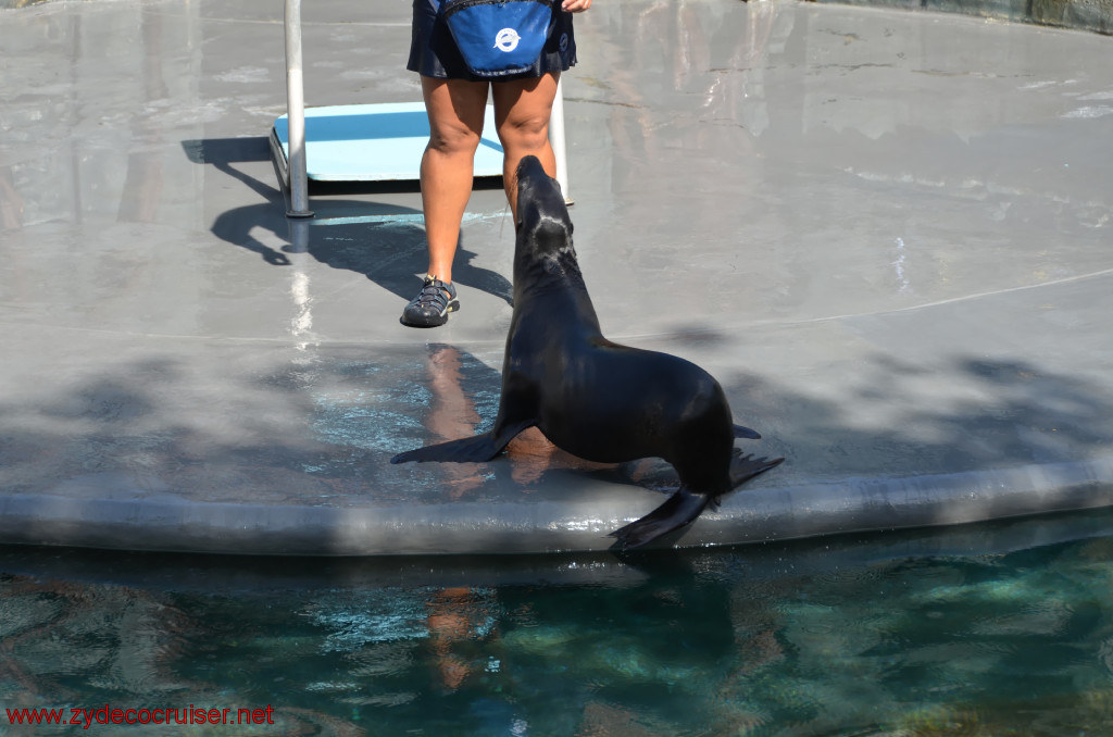 127: Carnival Conquest, Cozumel, Chankanaab,  (free) Sea Lion Show, 