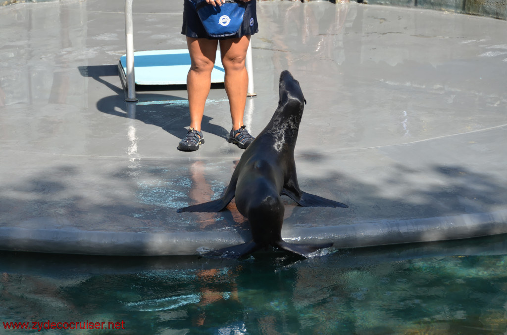 128: Carnival Conquest, Cozumel, Chankanaab,  (free) Sea Lion Show, 