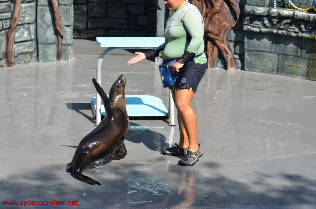 129: Carnival Conquest, Cozumel, Chankanaab,  (free) Sea Lion Show, 