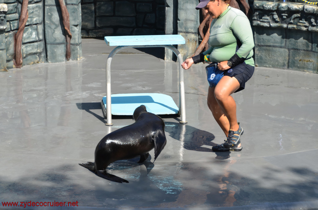 132: Carnival Conquest, Cozumel, Chankanaab,  (free) Sea Lion Show, 