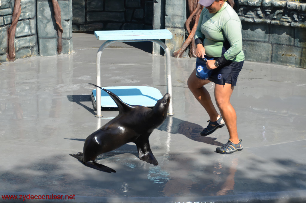 134: Carnival Conquest, Cozumel, Chankanaab,  (free) Sea Lion Show, 