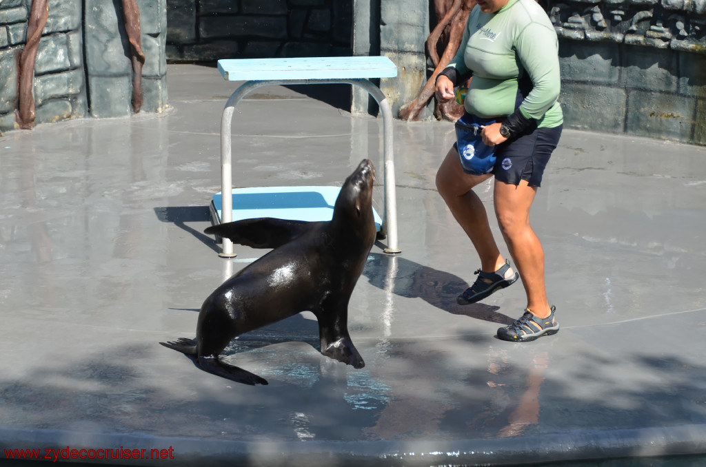 135: Carnival Conquest, Cozumel, Chankanaab,  (free) Sea Lion Show, 