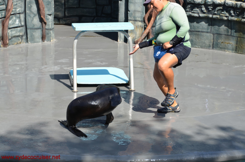 137: Carnival Conquest, Cozumel, Chankanaab,  (free) Sea Lion Show, 