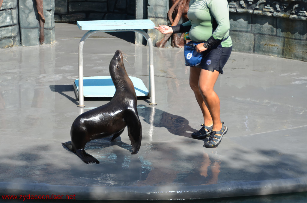 141: Carnival Conquest, Cozumel, Chankanaab,  (free) Sea Lion Show, 