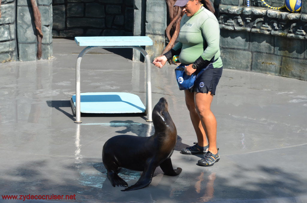 143: Carnival Conquest, Cozumel, Chankanaab,  (free) Sea Lion Show, 