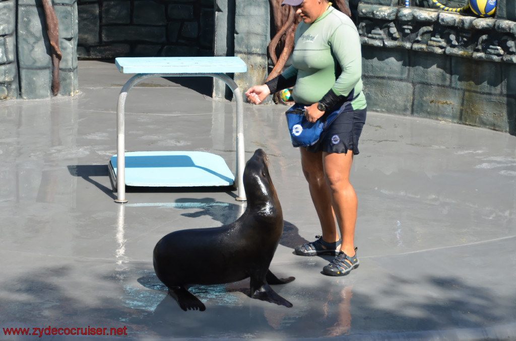 144: Carnival Conquest, Cozumel, Chankanaab,  (free) Sea Lion Show, 