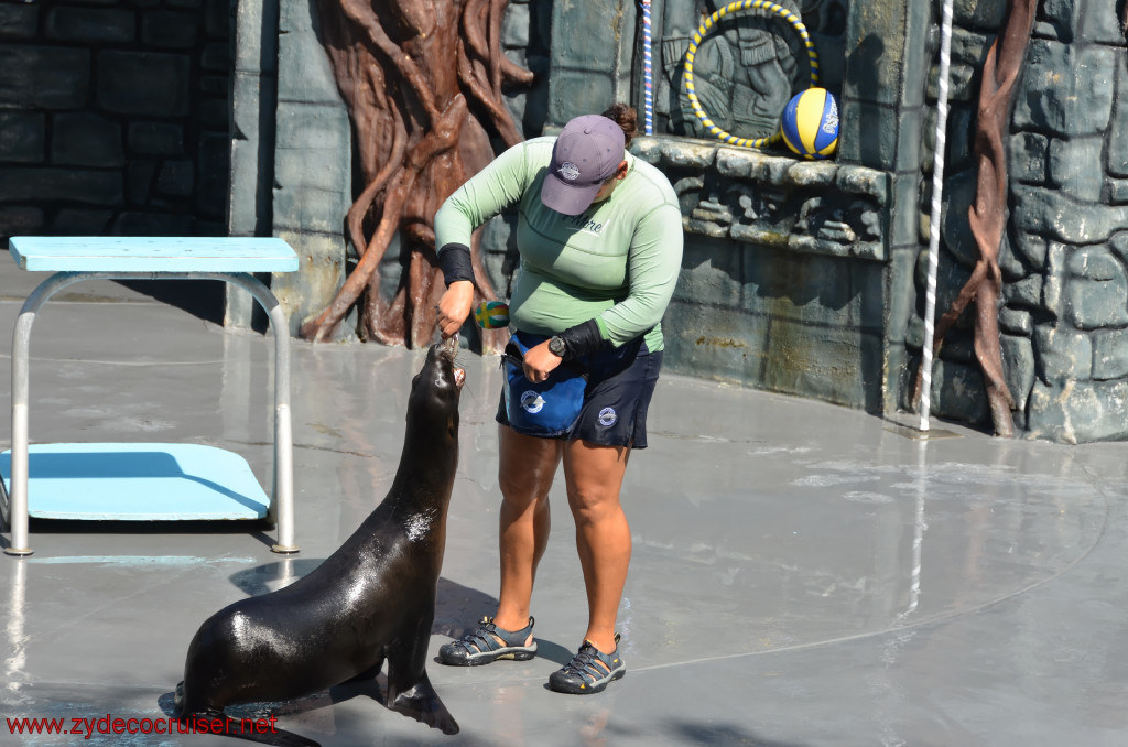 145: Carnival Conquest, Cozumel, Chankanaab,  (free) Sea Lion Show, 