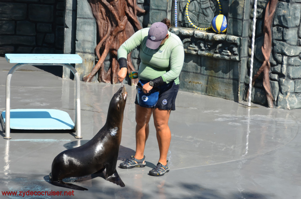 146: Carnival Conquest, Cozumel, Chankanaab,  (free) Sea Lion Show, 