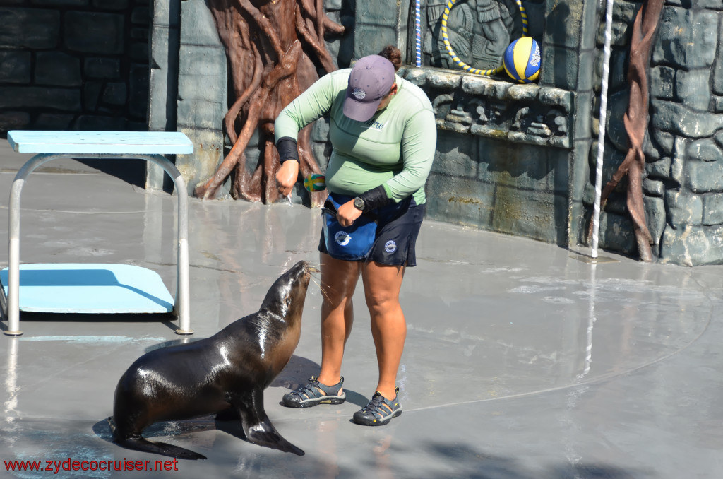 147: Carnival Conquest, Cozumel, Chankanaab,  (free) Sea Lion Show, 