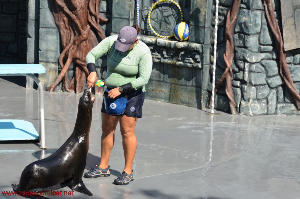 149: Carnival Conquest, Cozumel, Chankanaab,  (free) Sea Lion Show, 