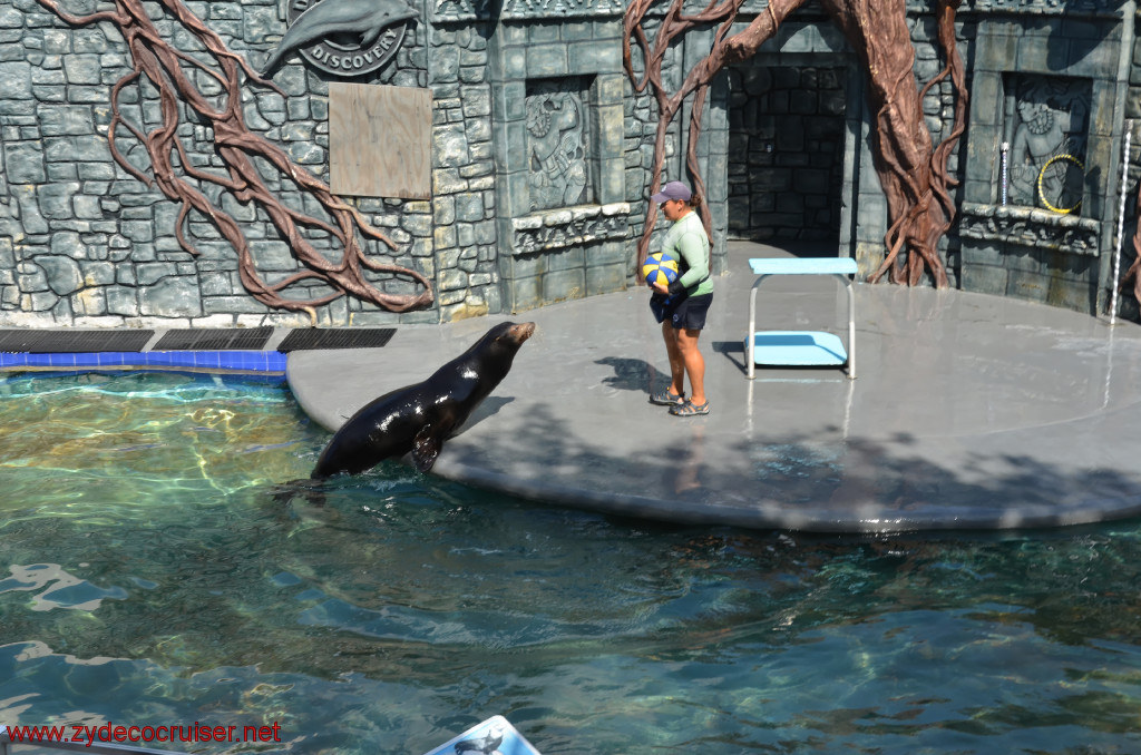 160: Carnival Conquest, Cozumel, Chankanaab,  (free) Sea Lion Show, 