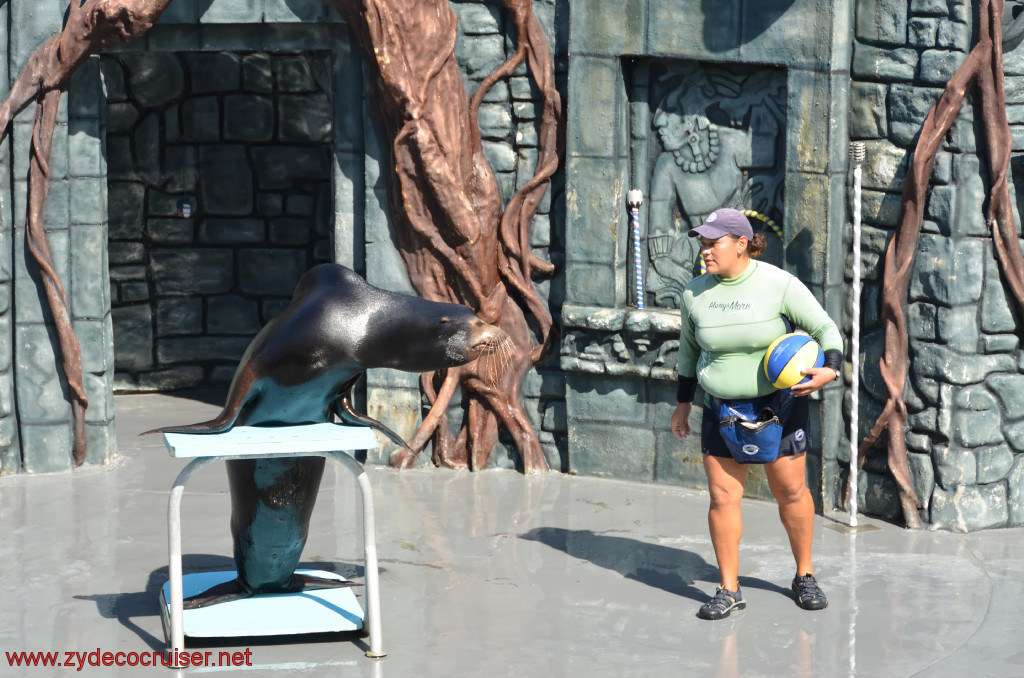 176: Carnival Conquest, Cozumel, Chankanaab,  (free) Sea Lion Show, 