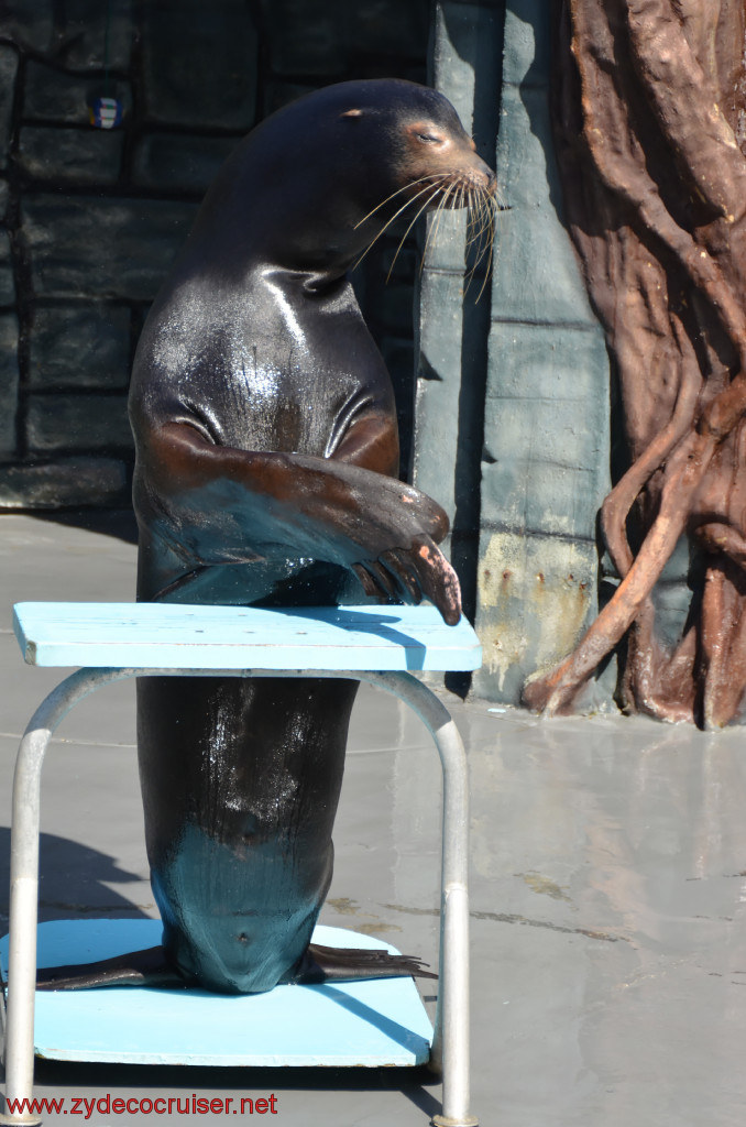 181: Carnival Conquest, Cozumel, Chankanaab,  (free) Sea Lion Show, 