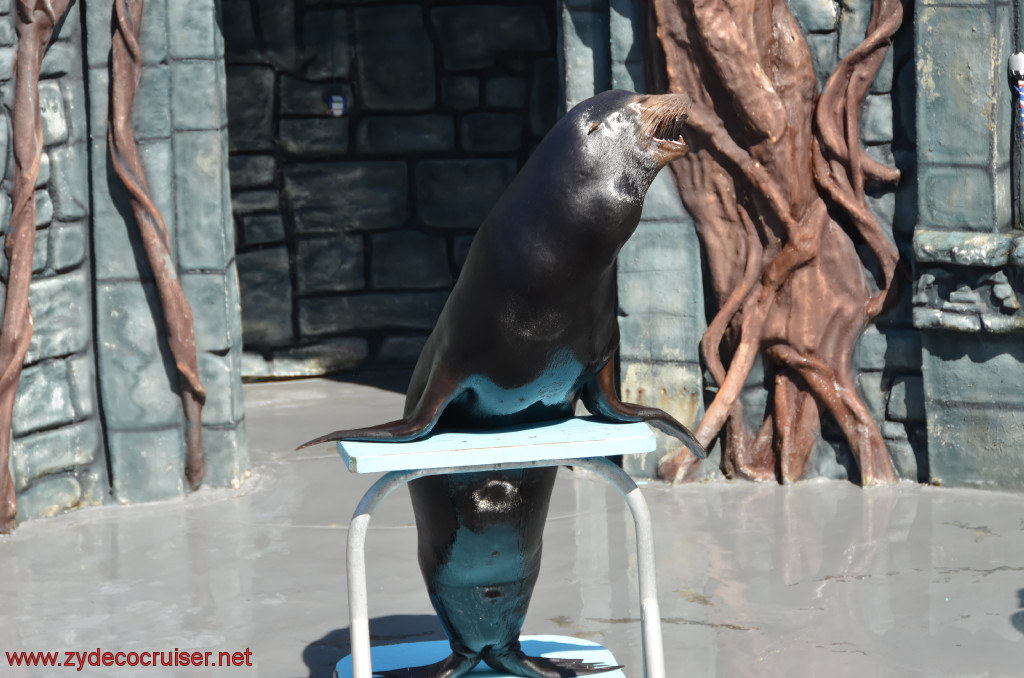 205: Carnival Conquest, Cozumel, Chankanaab,  (free) Sea Lion Show, 