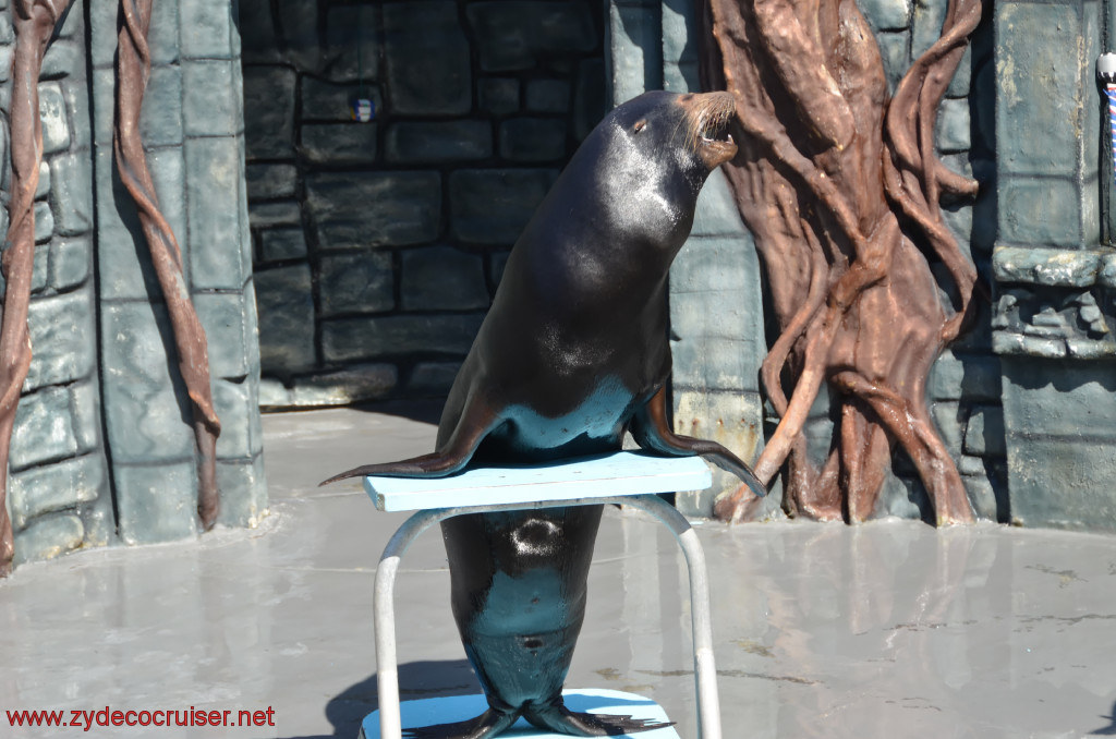 206: Carnival Conquest, Cozumel, Chankanaab,  (free) Sea Lion Show, 