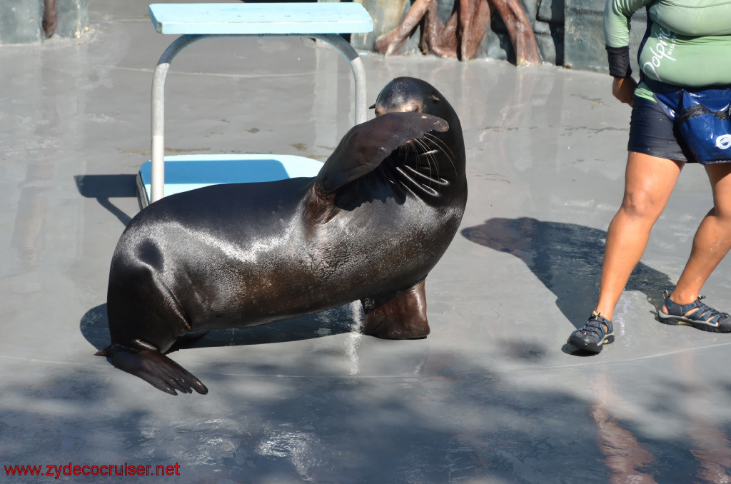 213: Carnival Conquest, Cozumel, Chankanaab,  (free) Sea Lion Show, 