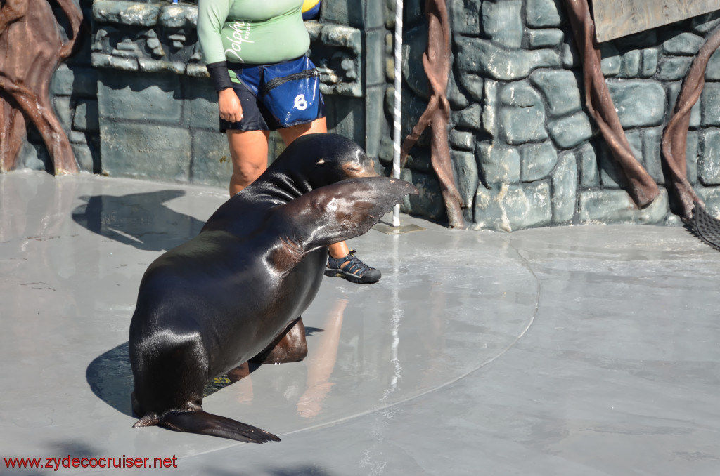 214: Carnival Conquest, Cozumel, Chankanaab,  (free) Sea Lion Show, 