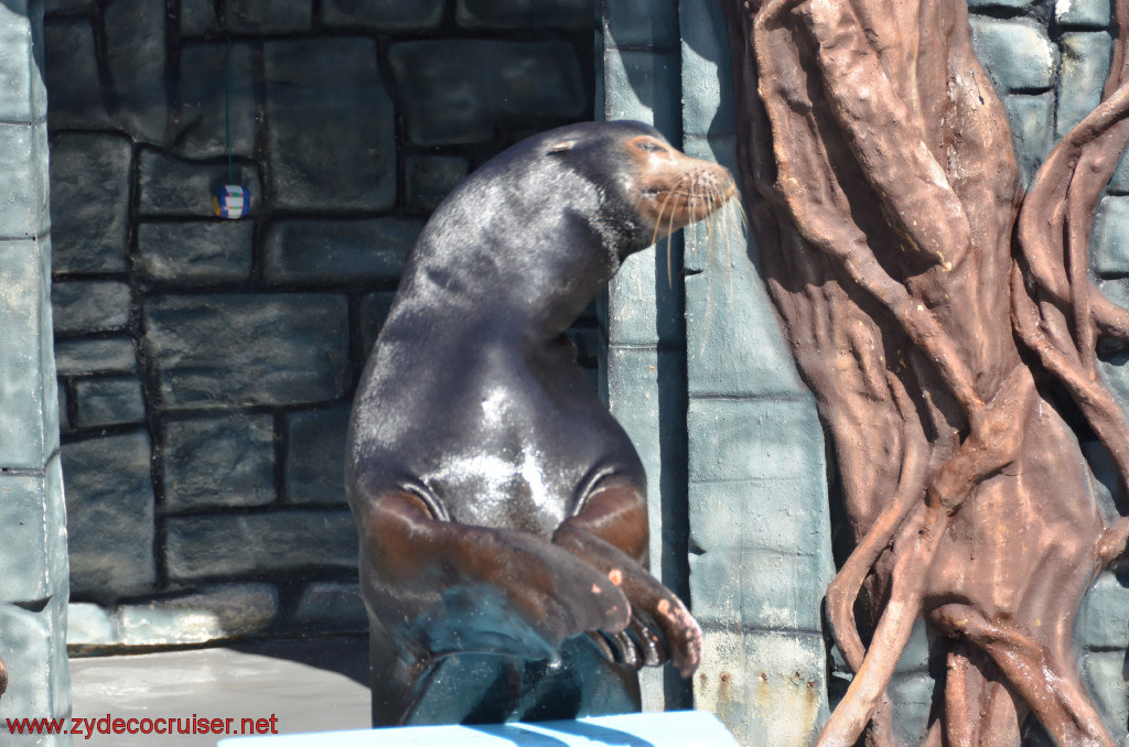 218: Carnival Conquest, Cozumel, Chankanaab,  (free) Sea Lion Show, 