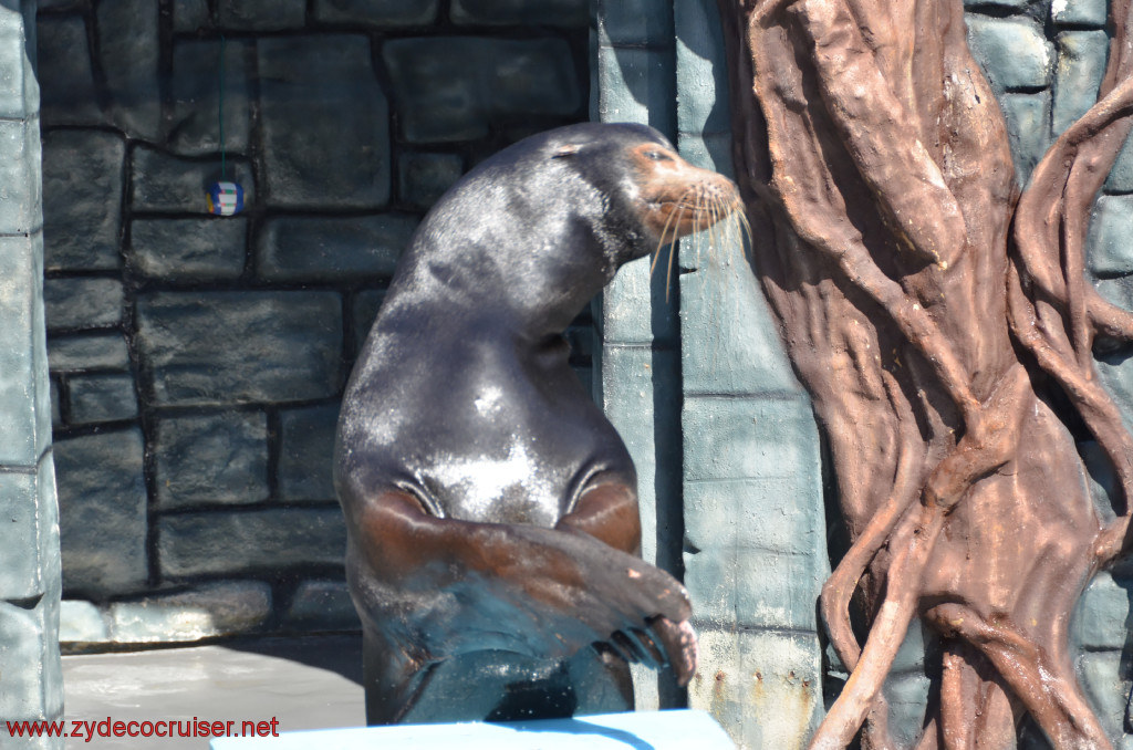 219: Carnival Conquest, Cozumel, Chankanaab,  (free) Sea Lion Show, 