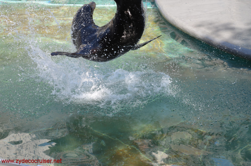 239: Carnival Conquest, Cozumel, Chankanaab,  (free) Sea Lion Show, 