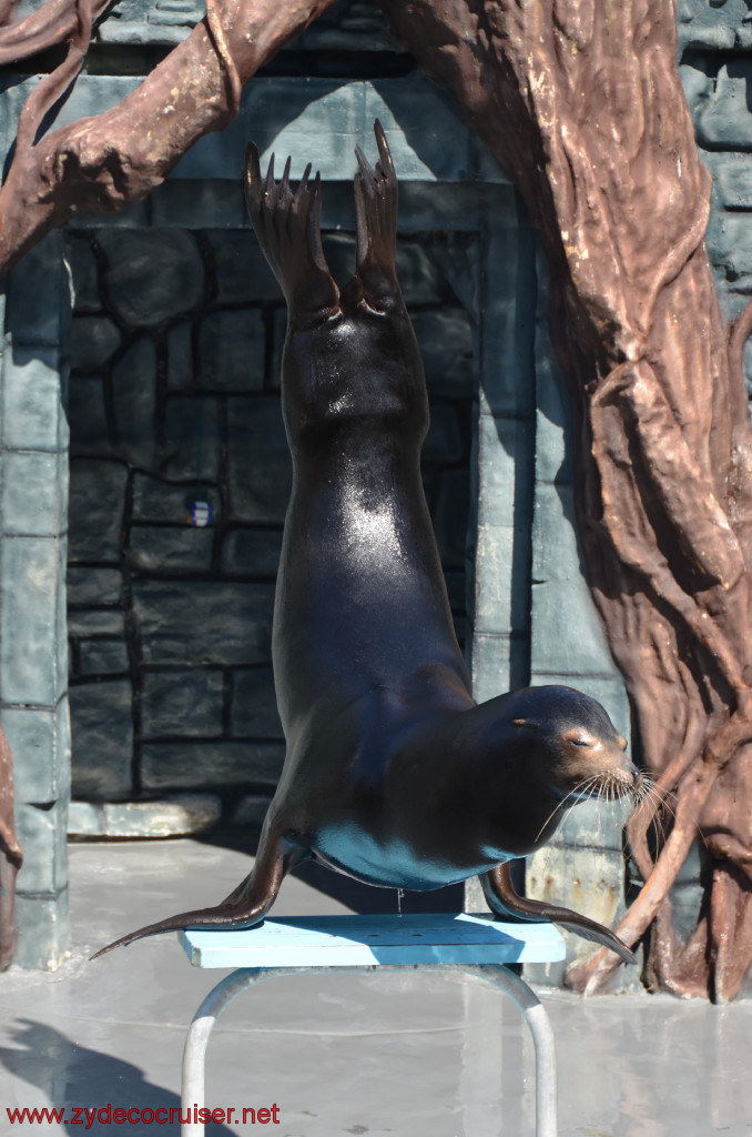 246: Carnival Conquest, Cozumel, Chankanaab,  (free) Sea Lion Show, 