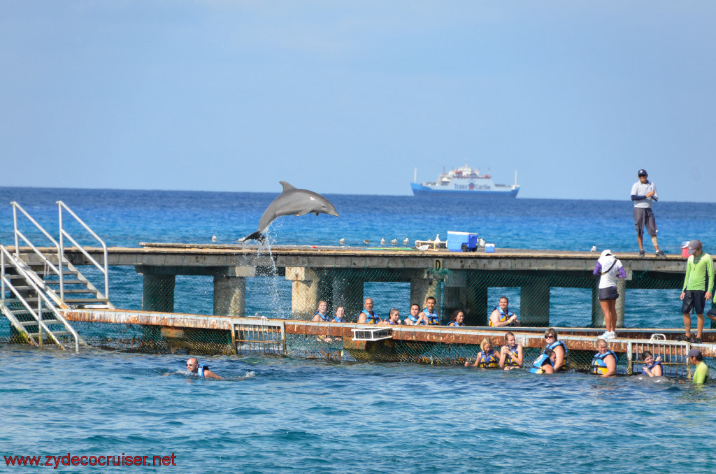 263: Carnival Conquest, Cozumel, Chankanaab, Dolphins, 