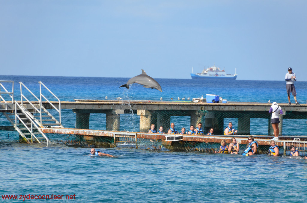 264: Carnival Conquest, Cozumel, Chankanaab, Dolphins, 