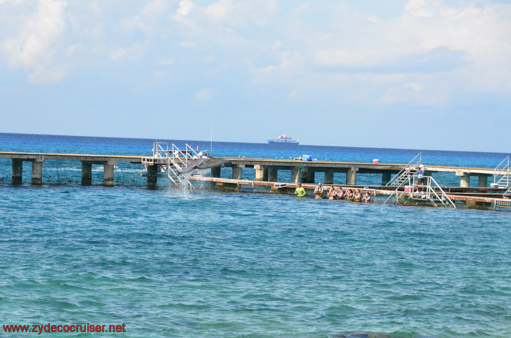 284: Carnival Conquest, Cozumel, Chankanaab, Dolphins, 