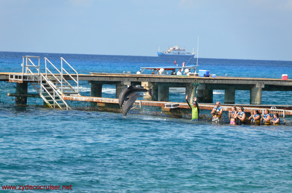 294: Carnival Conquest, Cozumel, Chankanaab, Dolphins, 