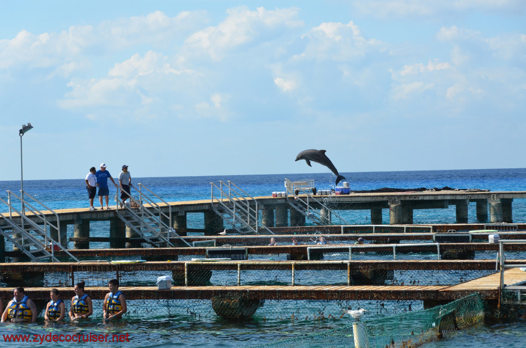 303: Carnival Conquest, Cozumel, Chankanaab, Dolphins, 