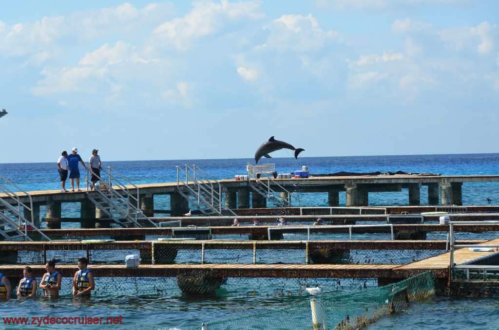 305: Carnival Conquest, Cozumel, Chankanaab, Dolphins, 