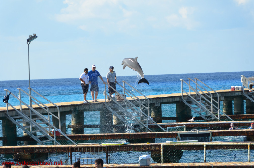 310: Carnival Conquest, Cozumel, Chankanaab, Dolphins, 