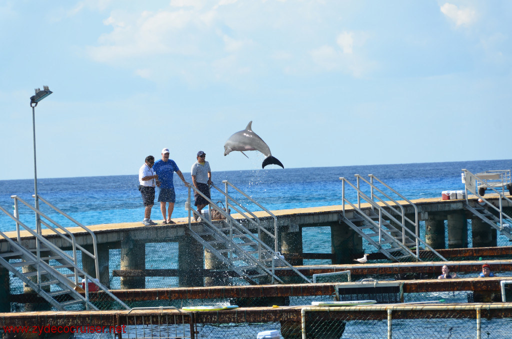 311: Carnival Conquest, Cozumel, Chankanaab, Dolphins, 