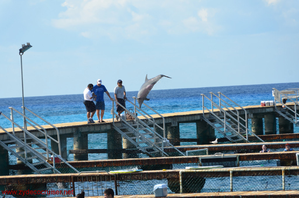 313: Carnival Conquest, Cozumel, Chankanaab, Dolphins, 