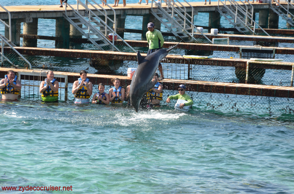 336: Carnival Conquest, Cozumel, Chankanaab, Dolphins, 