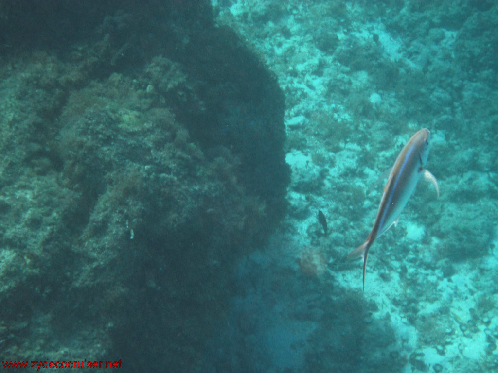 362: Carnival Conquest, Cozumel, Chankanaab, Snorkeling, 