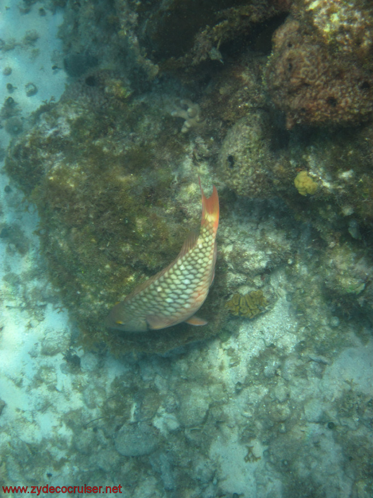 383: Carnival Conquest, Cozumel, Chankanaab, Snorkeling, 