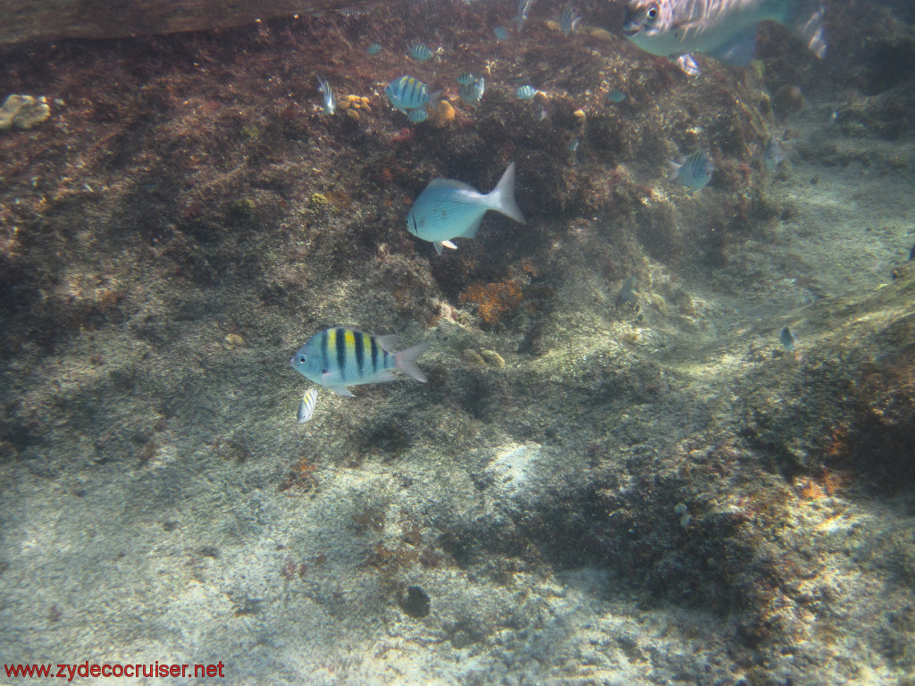 402: Carnival Conquest, Cozumel, Chankanaab, Snorkeling, 