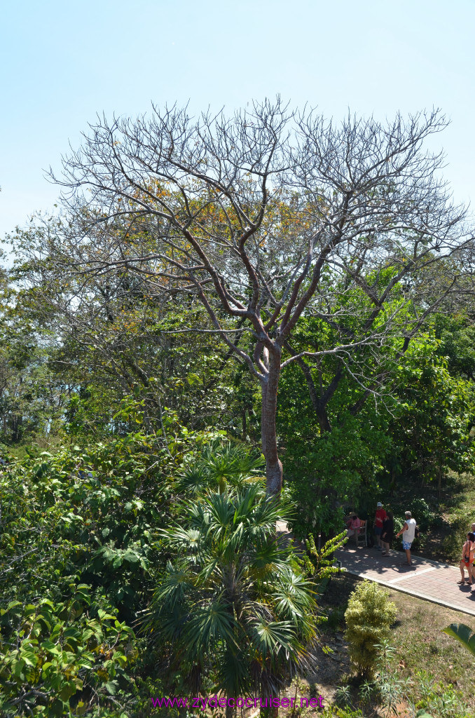 180: Carnival Conquest Cruise, Roatan, 