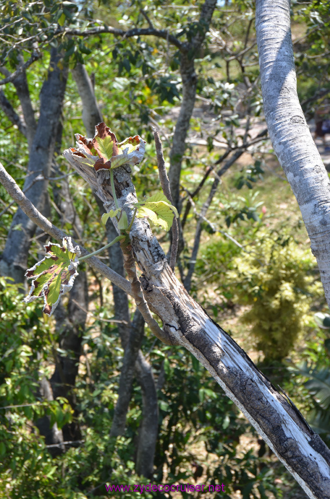 183: Carnival Conquest Cruise, Roatan, 