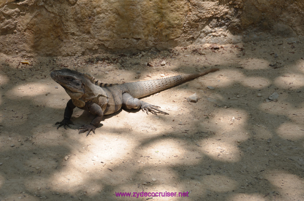 093: Carnival Conquest Cruise, 2013, Cozumel, 