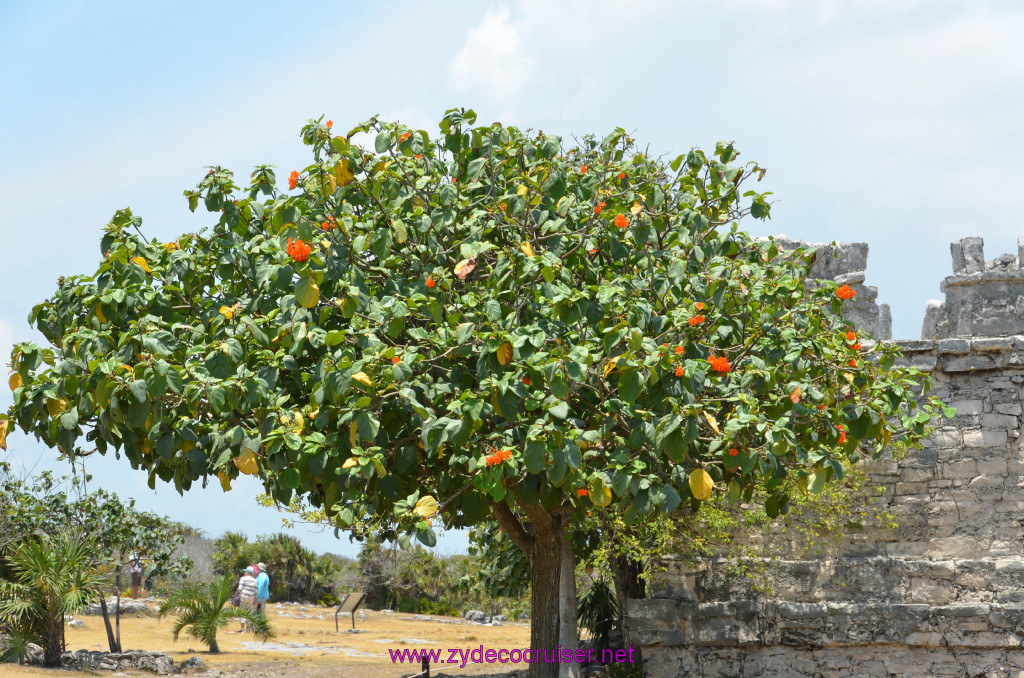 155: Carnival Conquest Cruise, 2013, Cozumel, Tulum, 